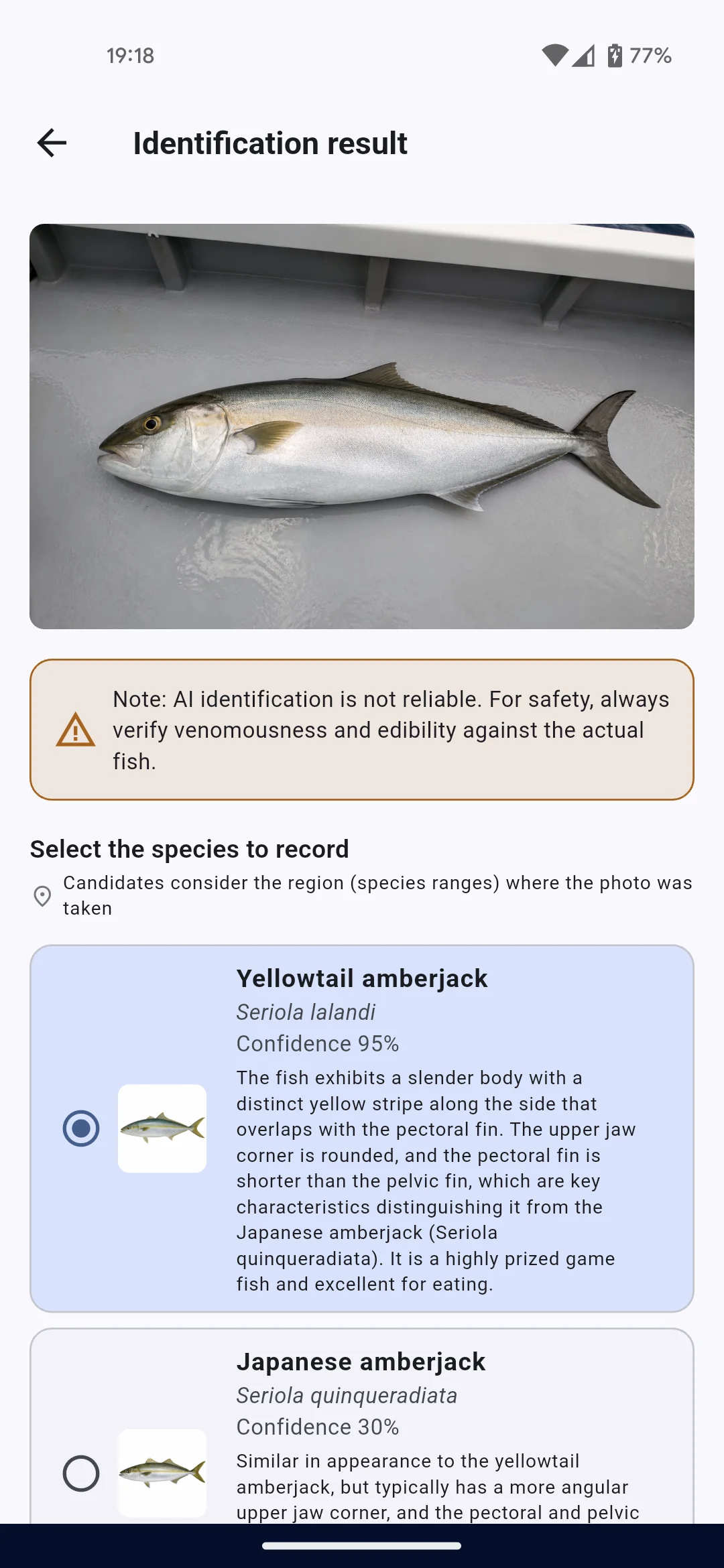 ヒラマサとブリを含む複数のAI魚種候補、確信度、安全上の注意が英語で表示された実機画面