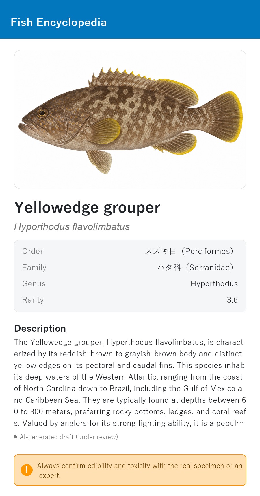 アプリの魚図鑑（英語表示）でYellowedge grouperを表示している画面