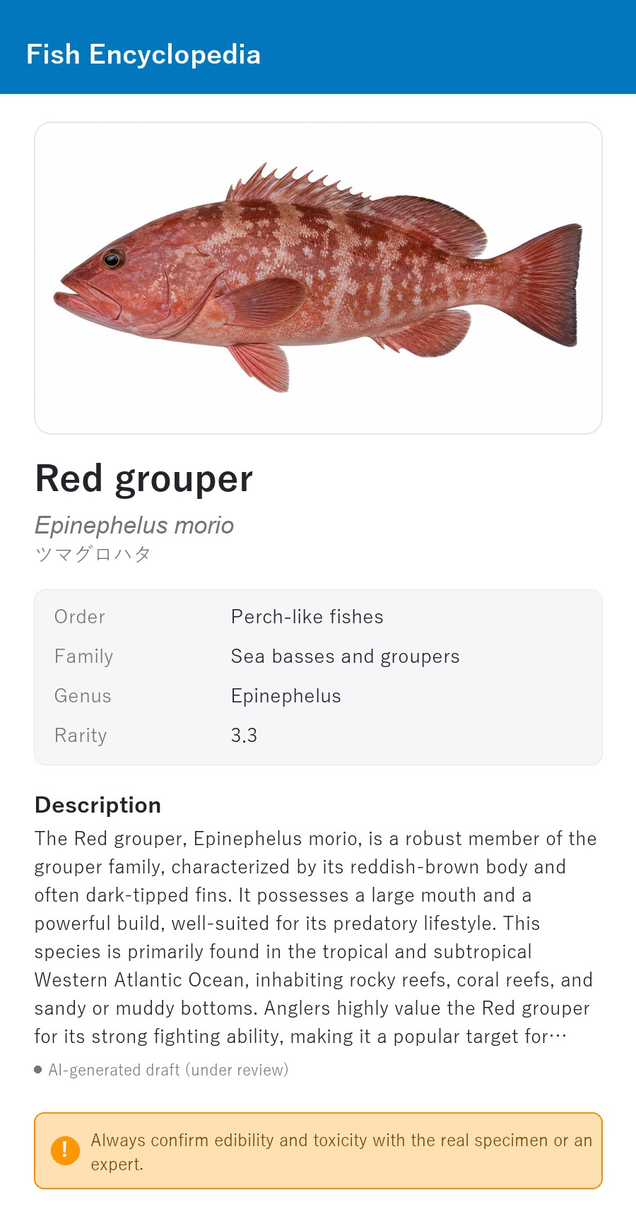 アプリの魚図鑑（英語表示）でRed grouperの白背景イラストを表示している画面