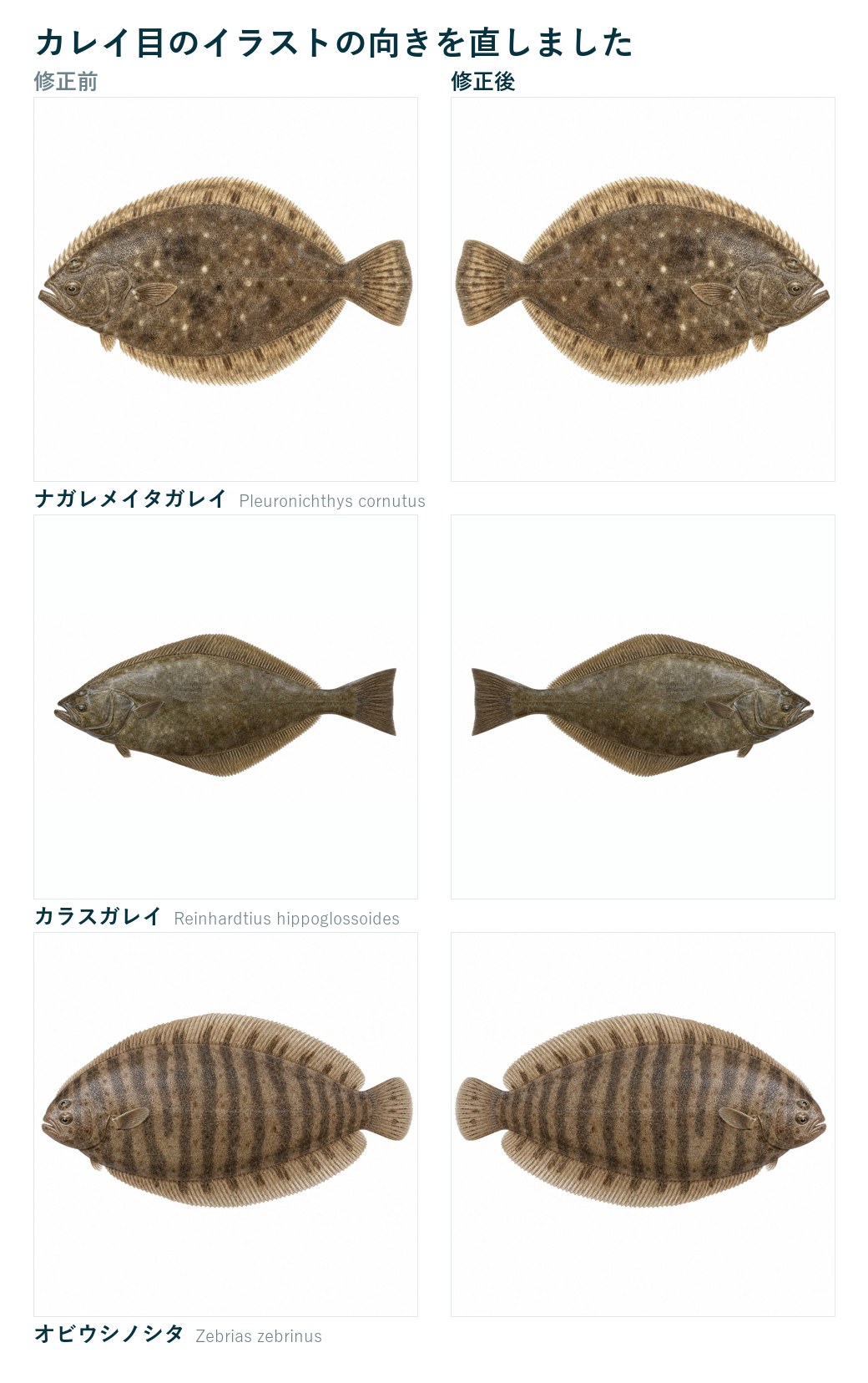 ナガレメイタガレイ・カラスガレイ・オビウシノシタの3種について、修正前（左向き）と修正後（右向き）のイラストを並べた比較図