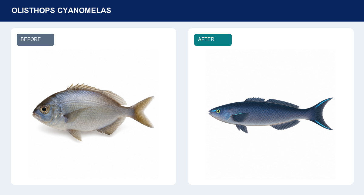 Herring Caleの白背景版の比較。Beforeは銀色で丸みの強い魚、Afterは細長い青黒色の魚で尾びれの青い縁が見える