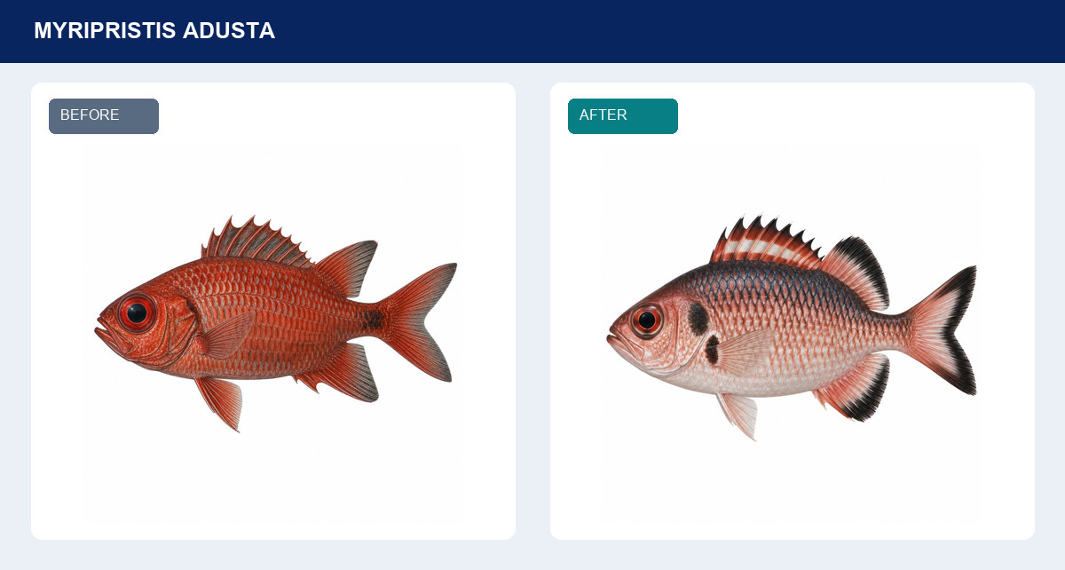 ツマグロマツカサの白背景版の比較。Beforeは赤い体と赤いひれ、Afterは銀桃色の体と黒く縁取られた背びれ・尻びれ・尾びれ