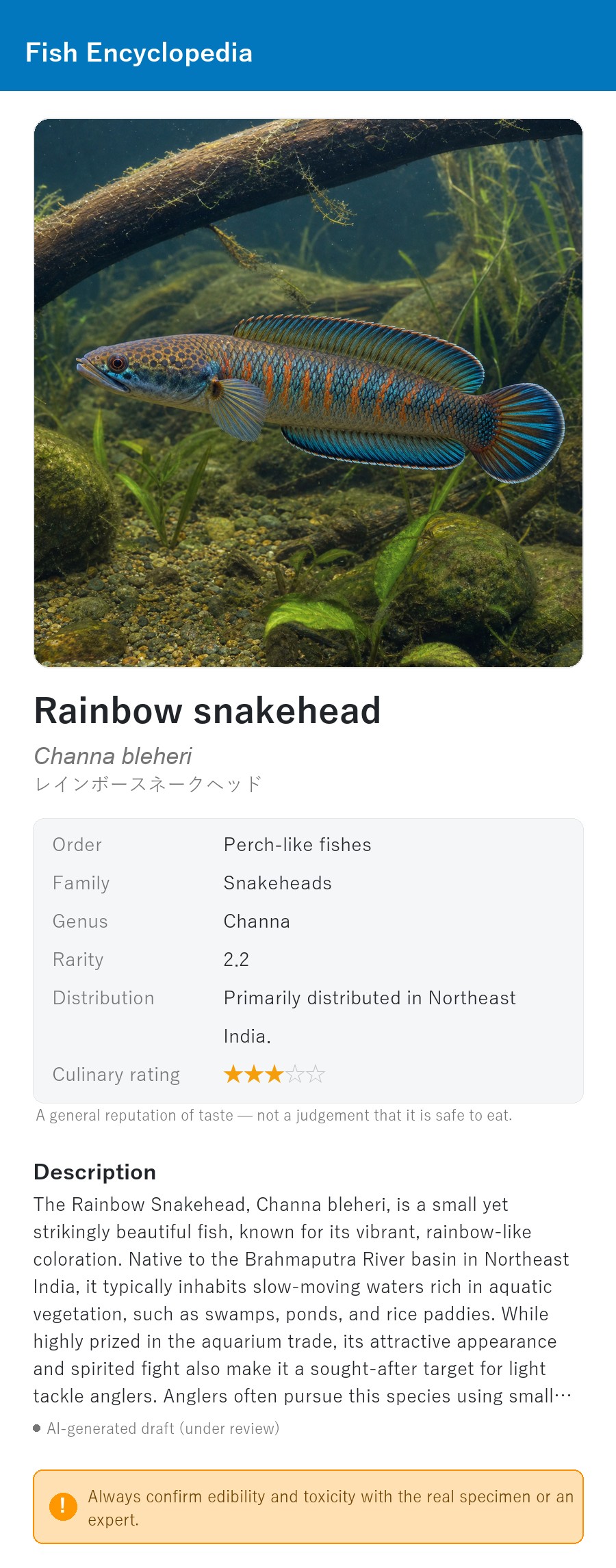 アプリの魚図鑑（英語表示）でレインボースネークヘッドの生息イメージ版イラストを表示している画面