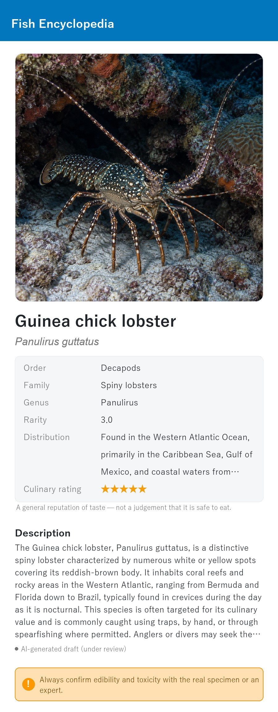 アプリの魚図鑑（英語表示）でギニアチックロブスター（カリブ海のイセエビの仲間）の生息イメージ版イラストを表示している画面