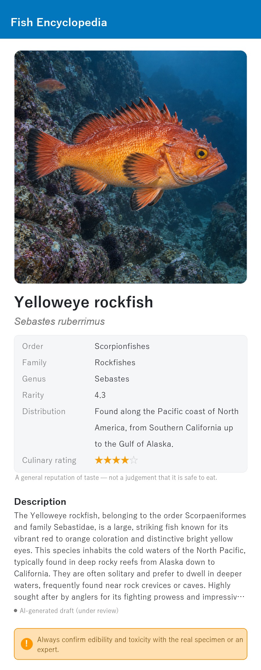 アプリの魚図鑑（英語表示）でイエローアイロックフィッシュの生息イメージ版イラストを表示している画面
