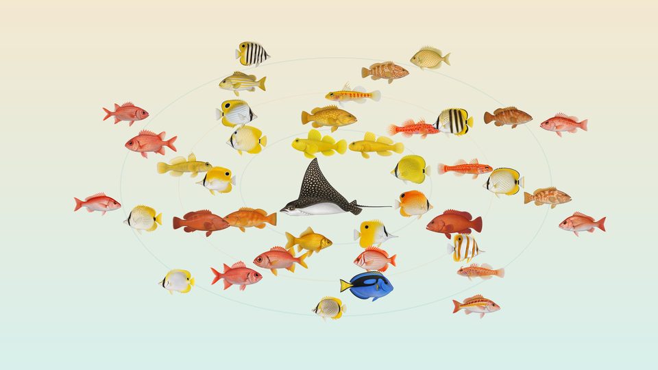 色とりどりの魚が渦を描く壁紙