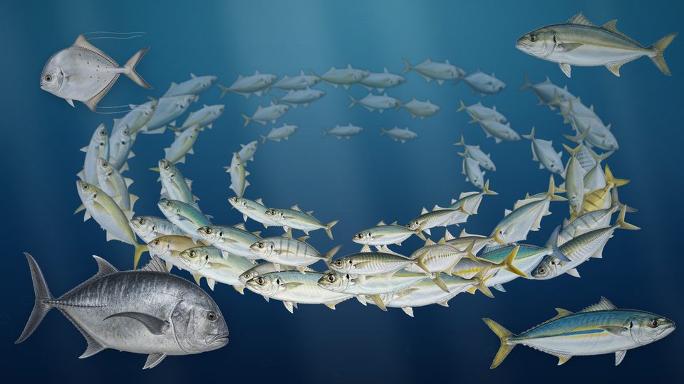 群れをなして渦を巻くアジ科の魚たちの壁紙