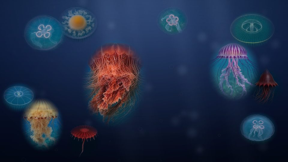 深い夜の海を漂う発光するクラゲたちの壁紙