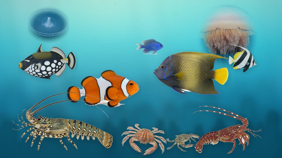 クラゲ・魚・甲殻類が同じ礁に集う壁紙