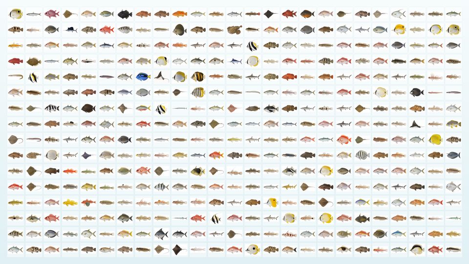 400種の標本コレクション壁紙
