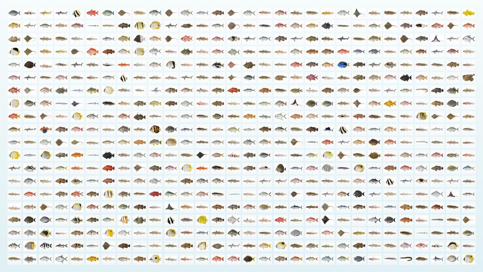 600種の標本コレクション壁紙
