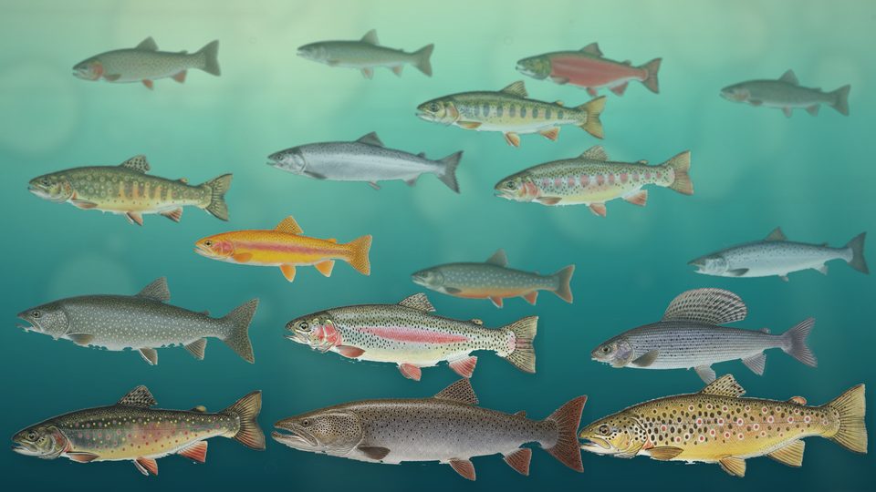 木漏れ日の渓流に定位するサケ科の魚たちの壁紙