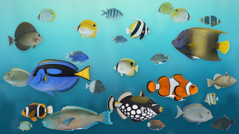 サンゴ礁のカラフルな熱帯魚が集まる壁紙