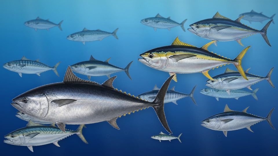 大海原を高速で回遊するマグロたちの壁紙